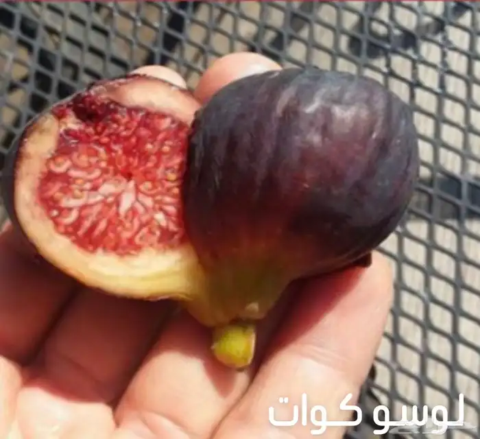 شتلات تين عالمية  نفذت الكميات 12