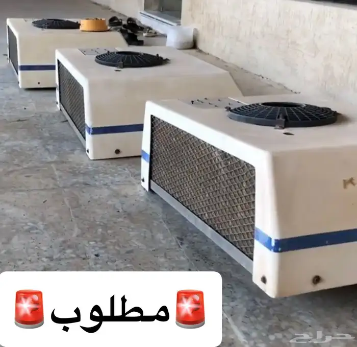 عايدي   سقس بوز مرسيدس 1
