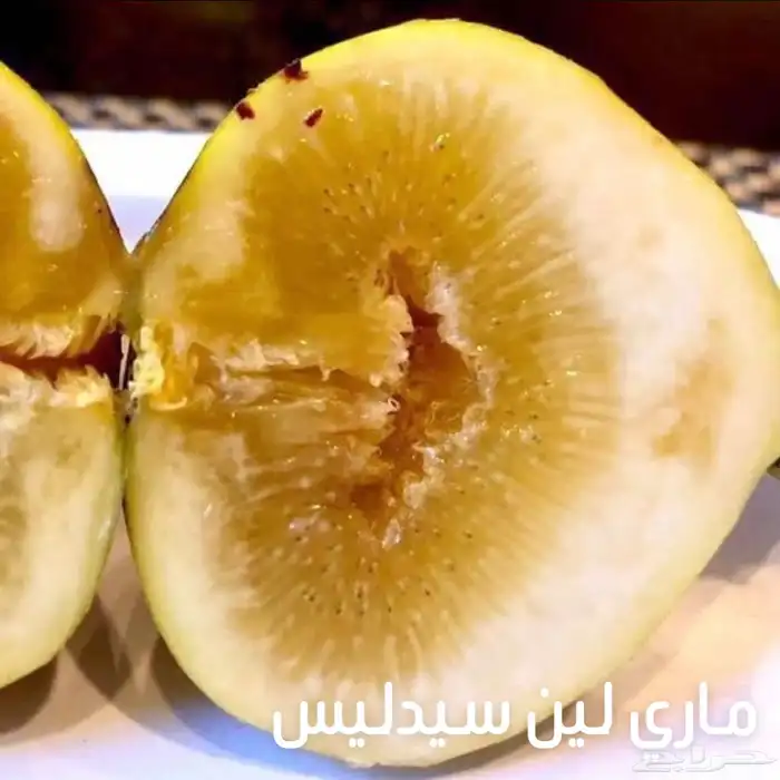 شتلات تين عالمية  نفذت الكميات 10