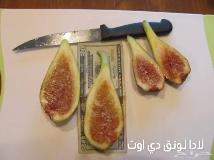 شتلات تين عالمية  نفذت الكميات 7