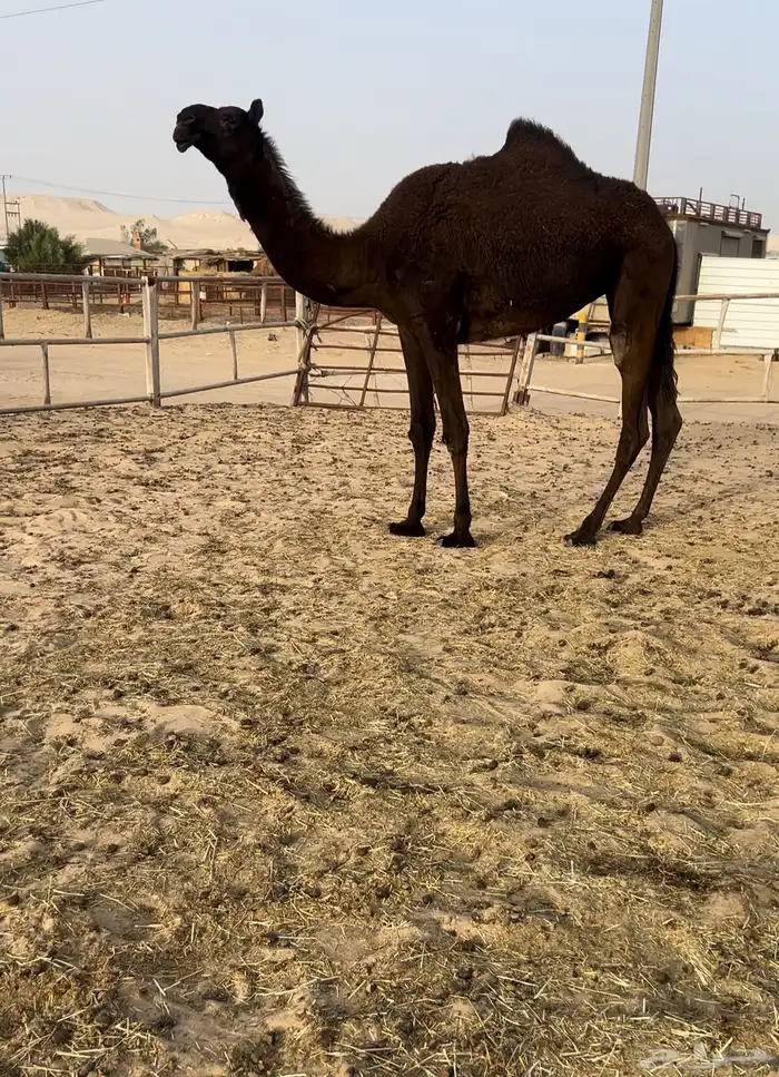 حقه كفو 0