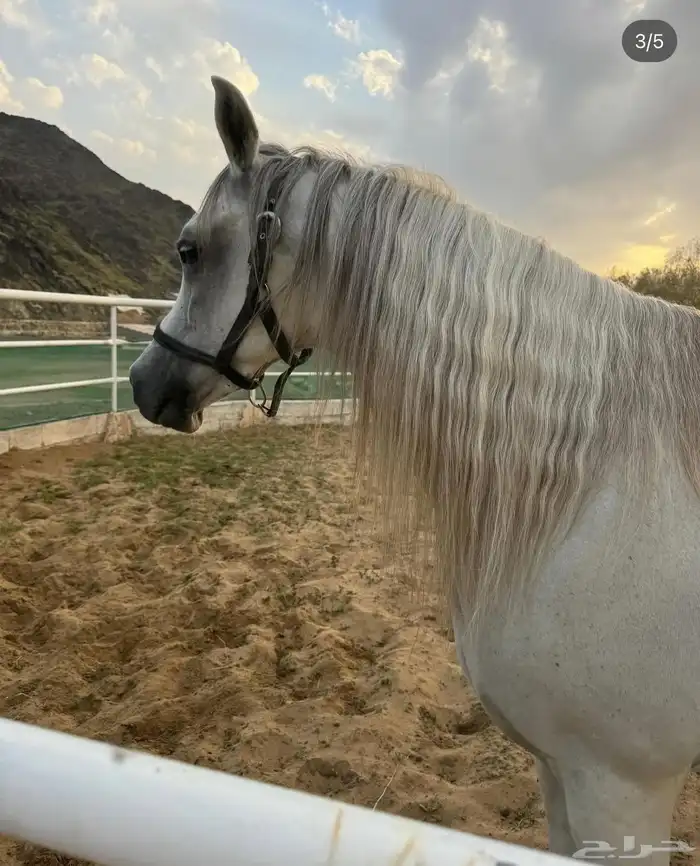 اسطبل و ايواء خيل وتصوير فالرياض 0