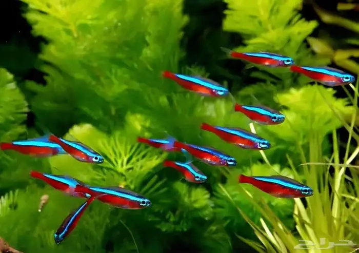 سمكة   Cardinal Tetra 1