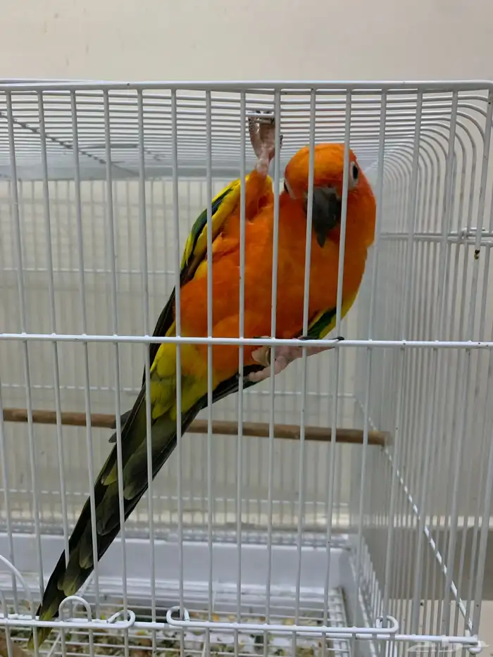 صن كنيور الليف متكلم 3