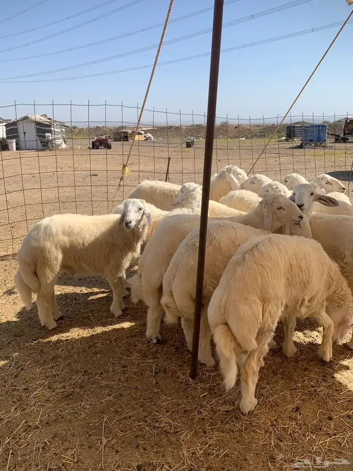 حري طليان ذبايح مناسبات ذبائح زواج يوجد صلخ وتوصيل 1