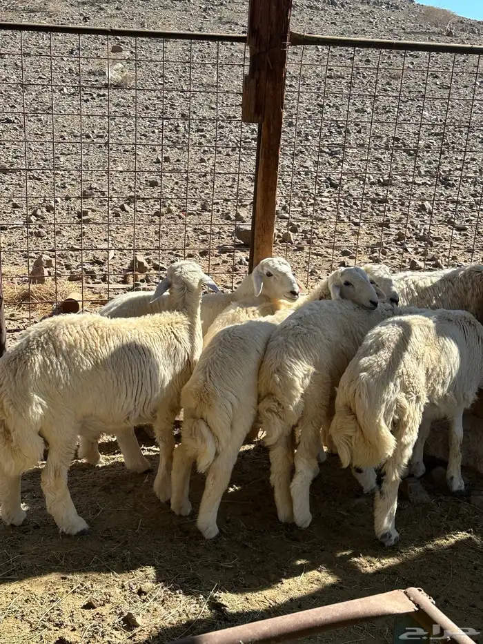 طليان بريه من إنتاج المراح 6