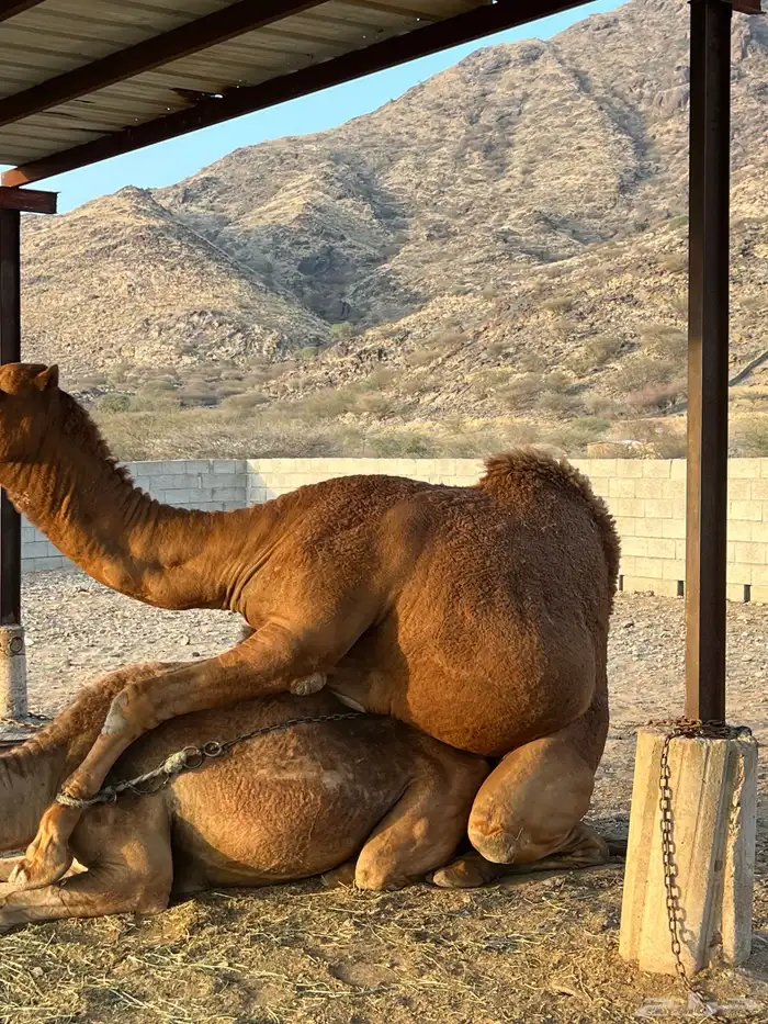 بعير فاخر احمر لأهل النظر 2