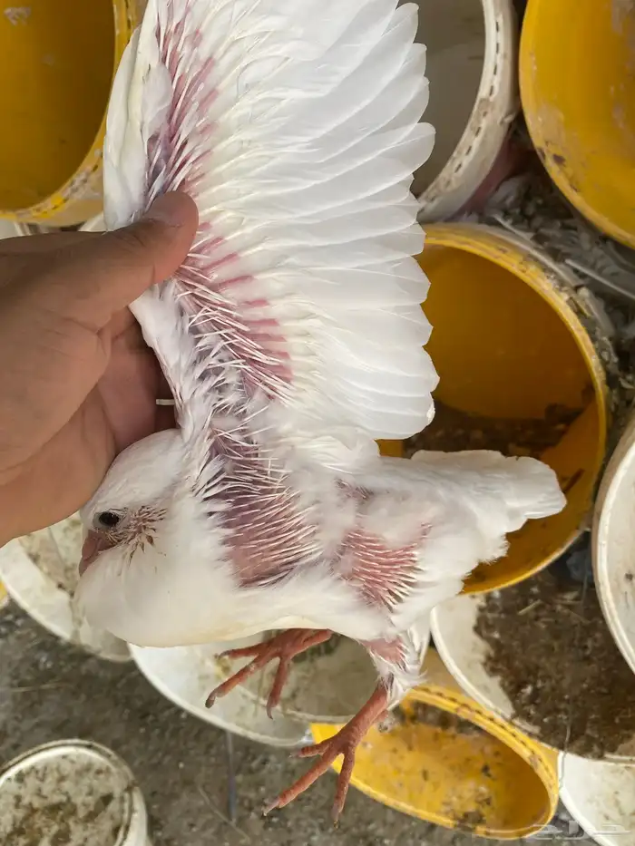 فروخ حمام لاحم جامبو 1