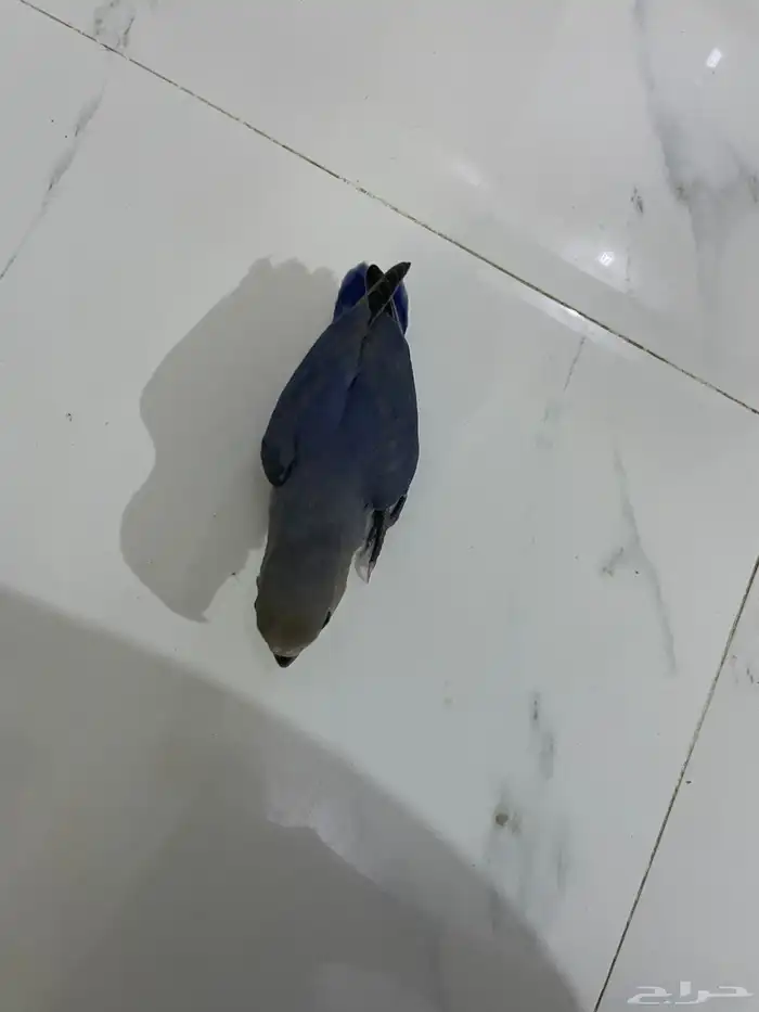 طير روز نهايه غر اليف 3