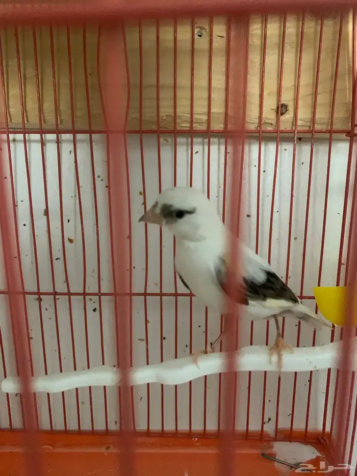 عدد ( 2 ) ذكور كناري تغريد شرط من انتاجي 3