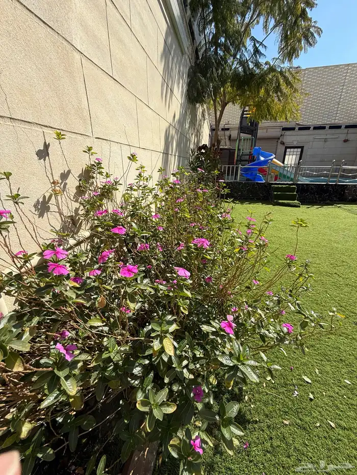 استراحة قسم بمسبحين كبار وصغار وألعاب مائيه وملعب صابوني 38