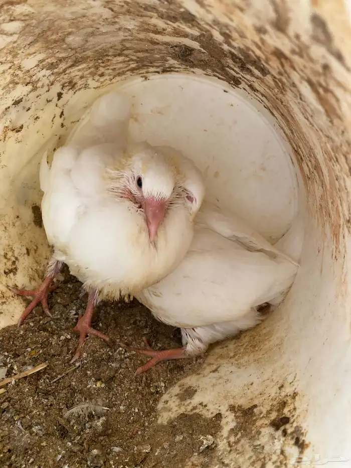 فروخ حمام لاحم جامبو 2