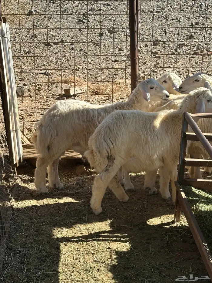 طليان بريه من إنتاج المراح 2