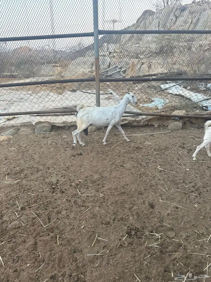 معزا للبيع 4
