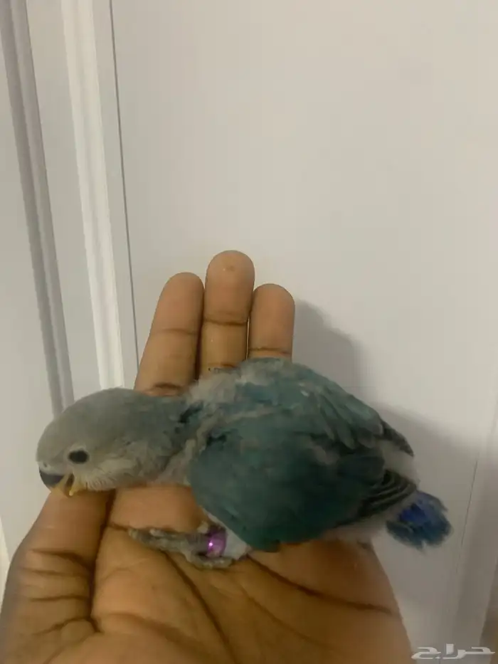 5 فروخ روز ( تم البيع ) 3