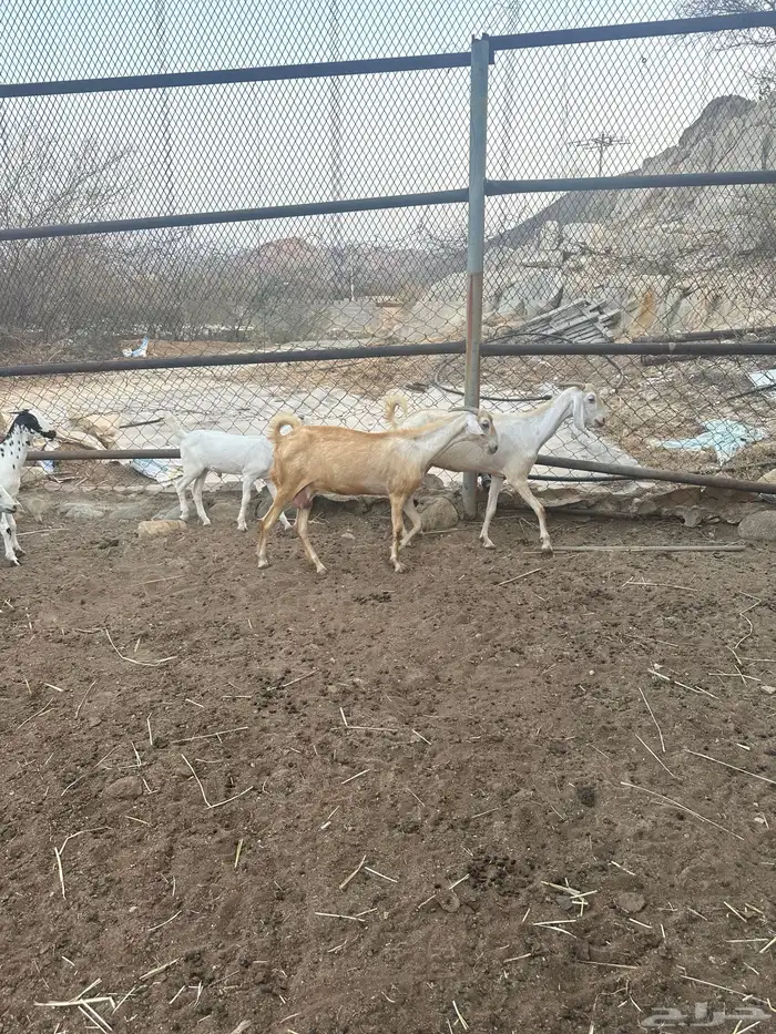 معزا للبيع 3