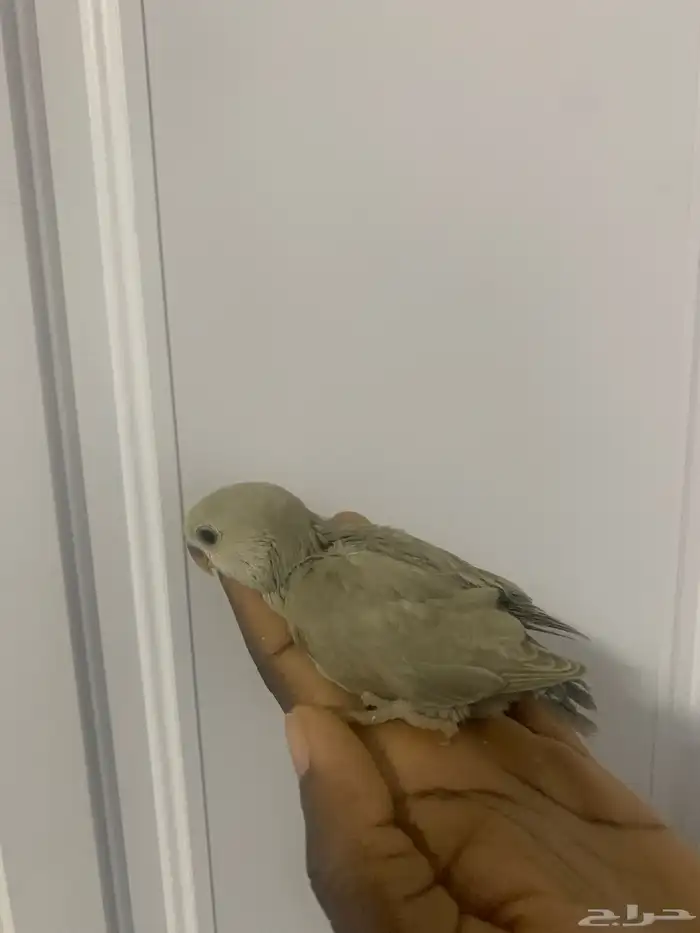 5 فروخ روز ( تم البيع ) 1