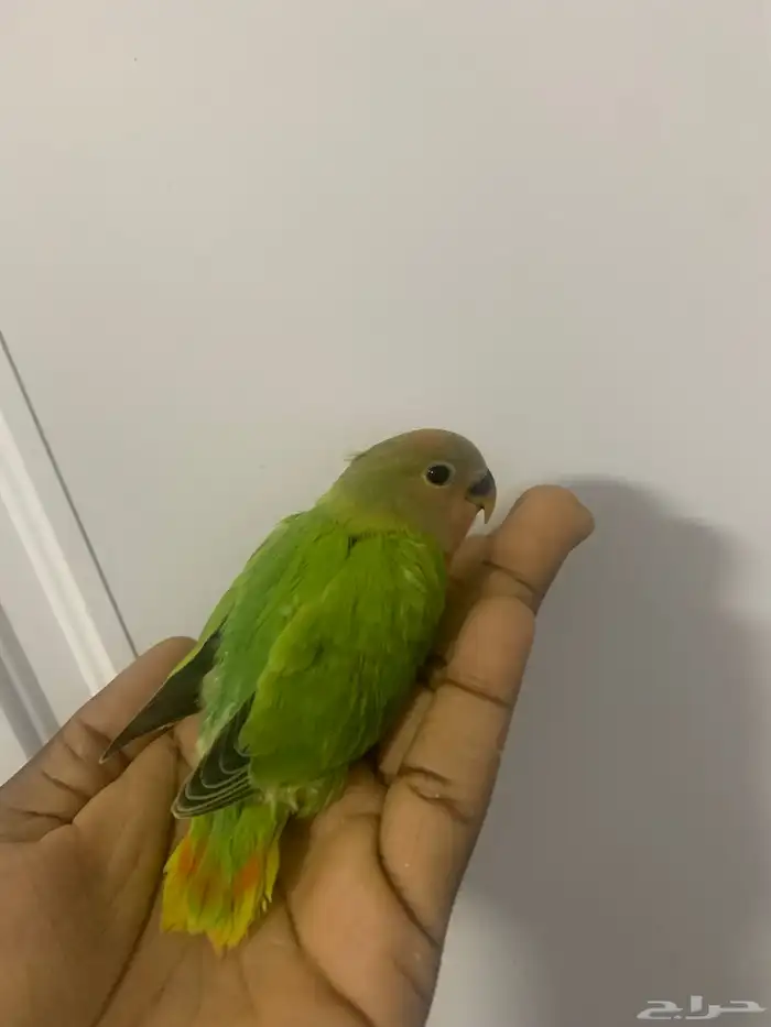 5 فروخ روز ( تم البيع ) 2