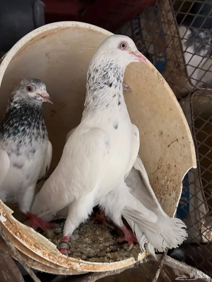 حمام باكستاني بيور 17