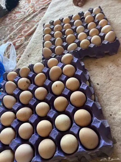 بيض حبشي 0