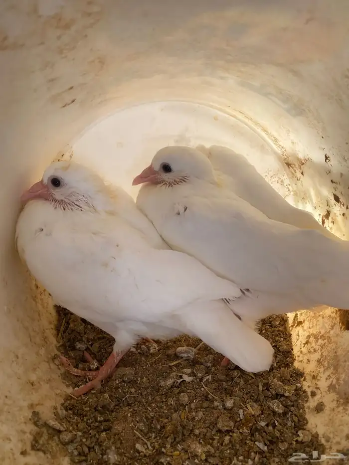 فروخ حمام لاحم جامبو 0