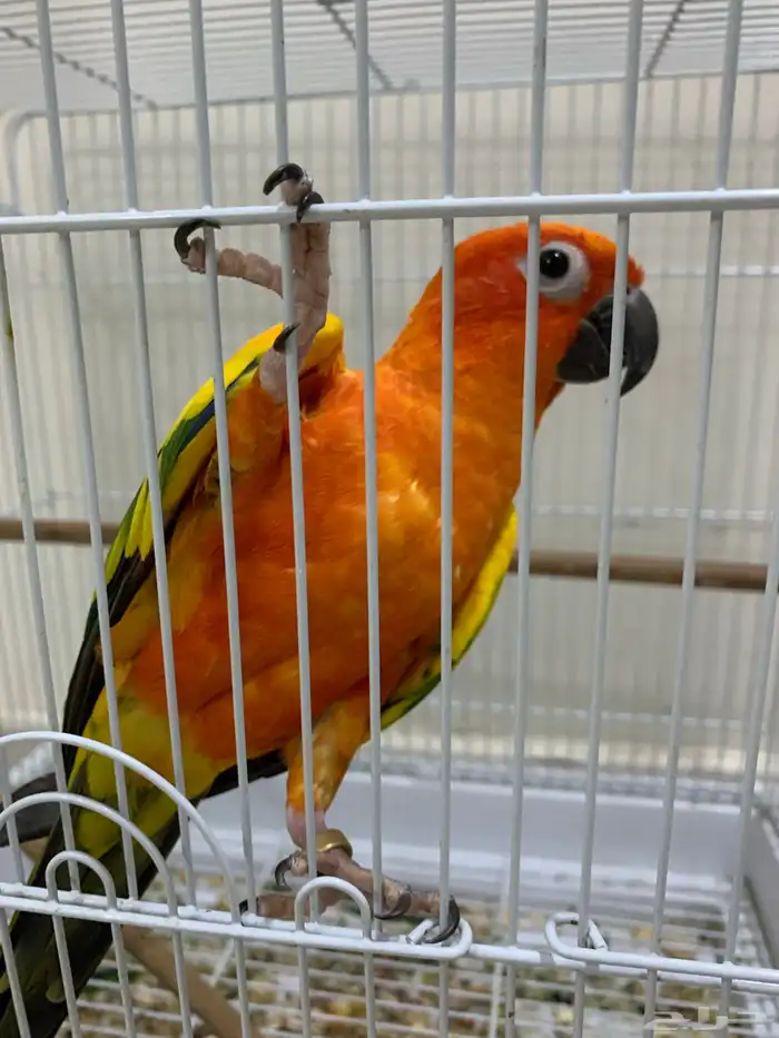 صن كنيور الليف متكلم 1