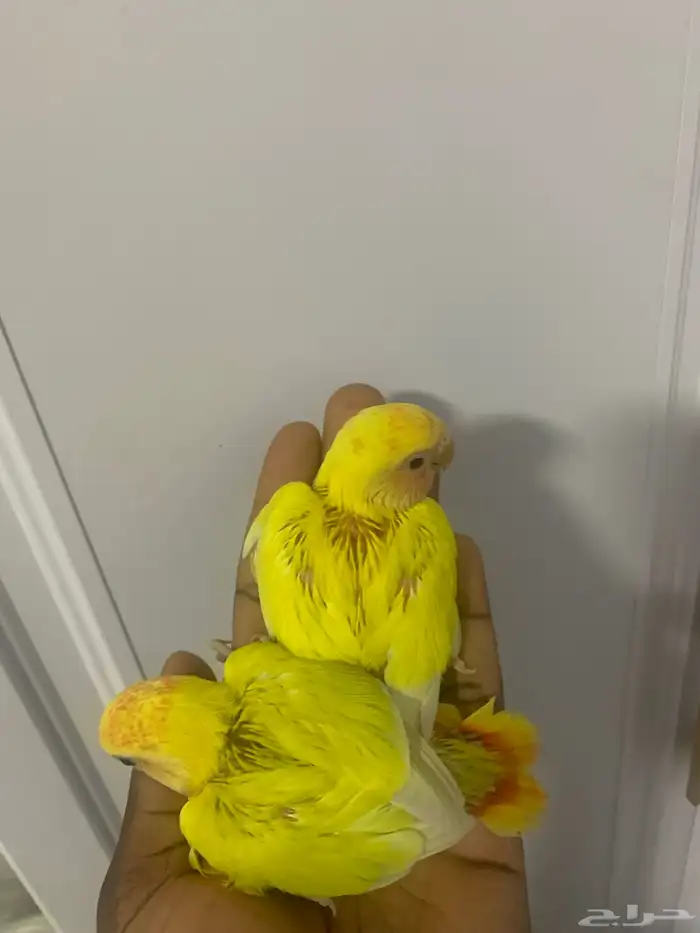 5 فروخ روز ( تم البيع ) 0