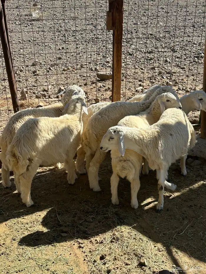 طليان بريه من إنتاج المراح 4