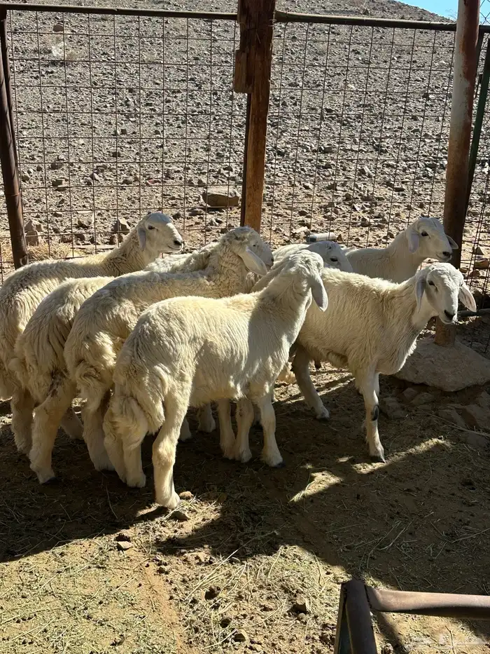 طليان بريه من إنتاج المراح 5