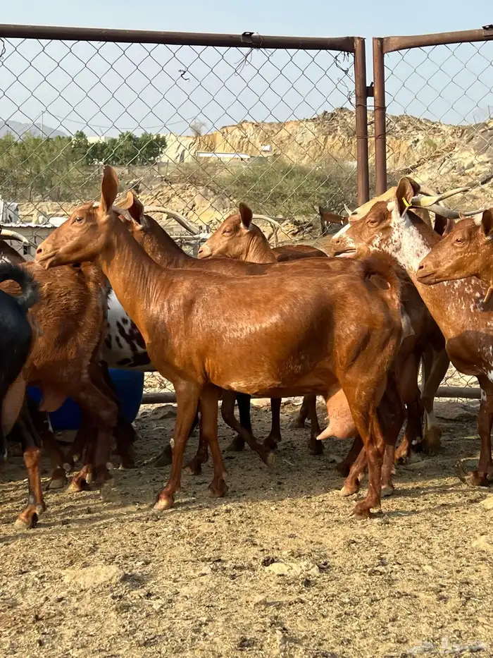 معزا دهم مقنى. (تم البييع) 2