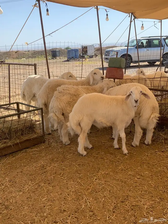 حري طليان ذبايح مناسبات ذبائح زواج يوجد صلخ وتوصيل 4