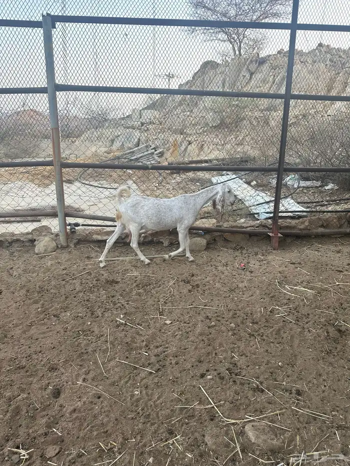 معزا للبيع 1