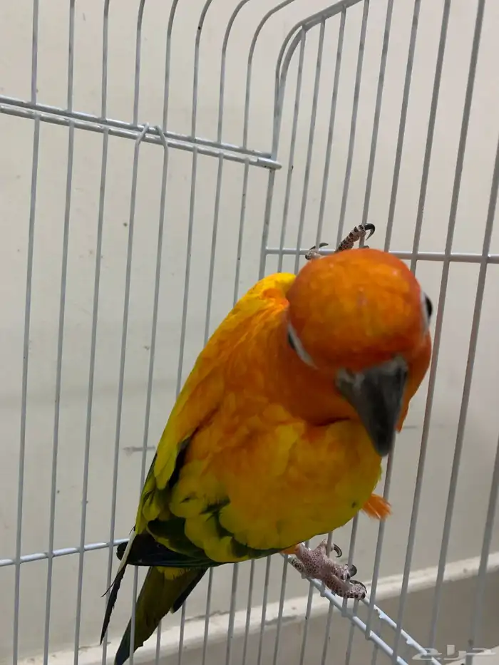 صن كنيور الليف متكلم 2