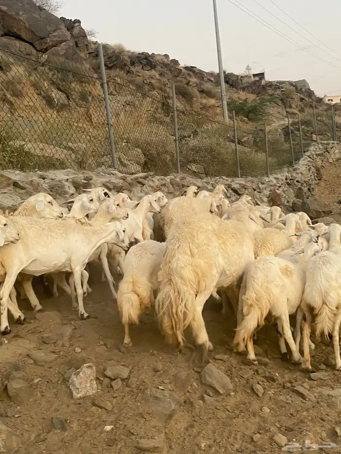 ضان او غنم حريات جروم ودفييع 29 ( تم البيع) 1