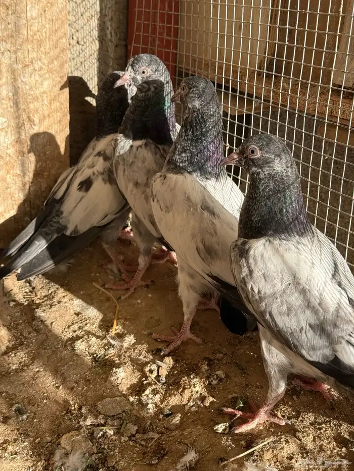 حمام باكستاني بيور 4