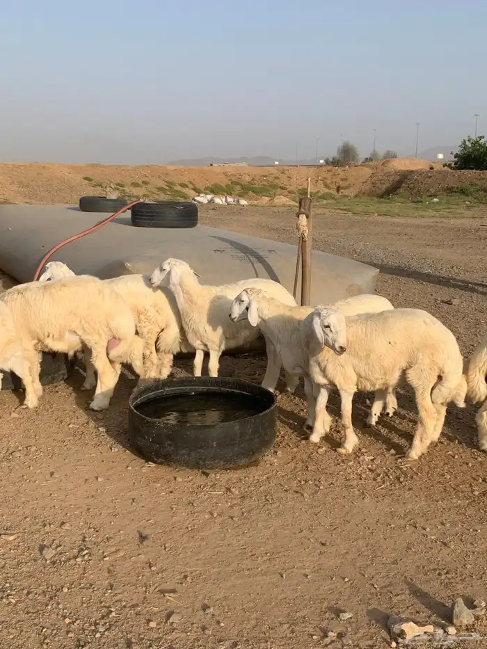 حري طليان ذبايح مناسبات ذبائح زواج يوجد صلخ وتوصيل 5