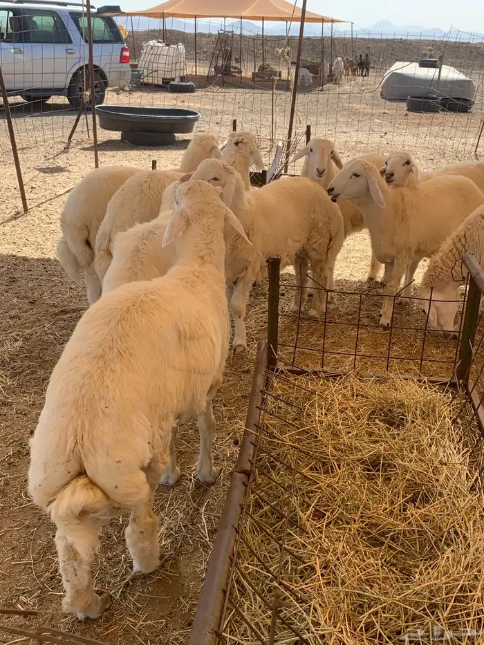 حري طليان ذبايح مناسبات ذبائح زواج يوجد صلخ وتوصيل 2