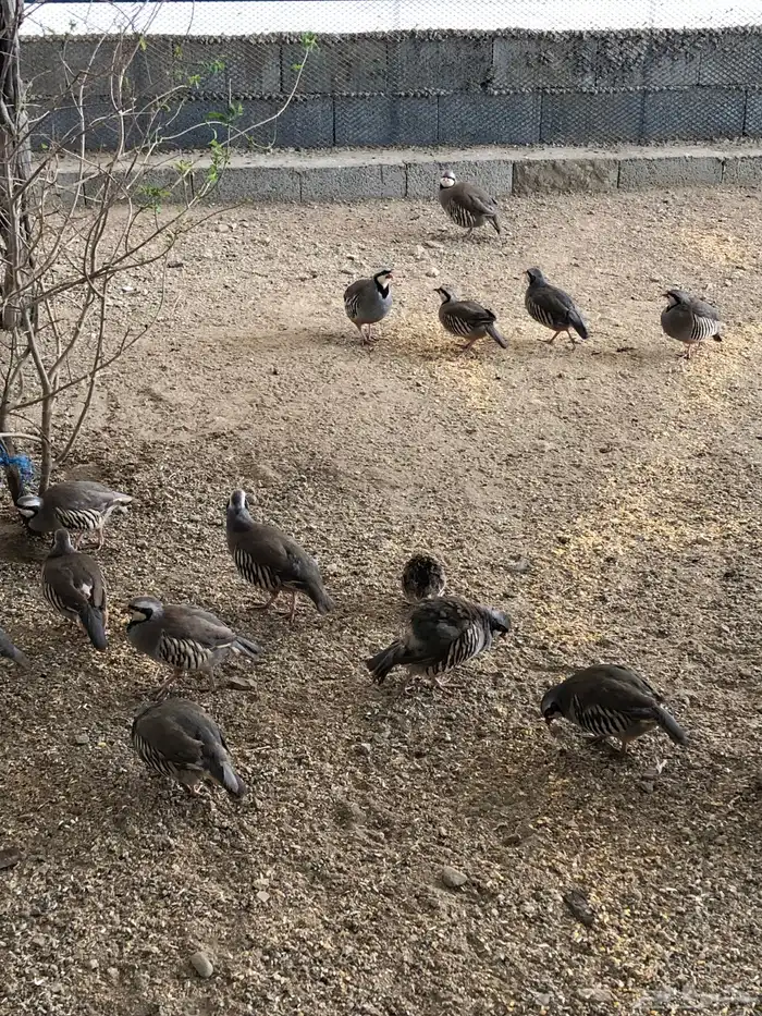 قهادي او حجل شنير 5
