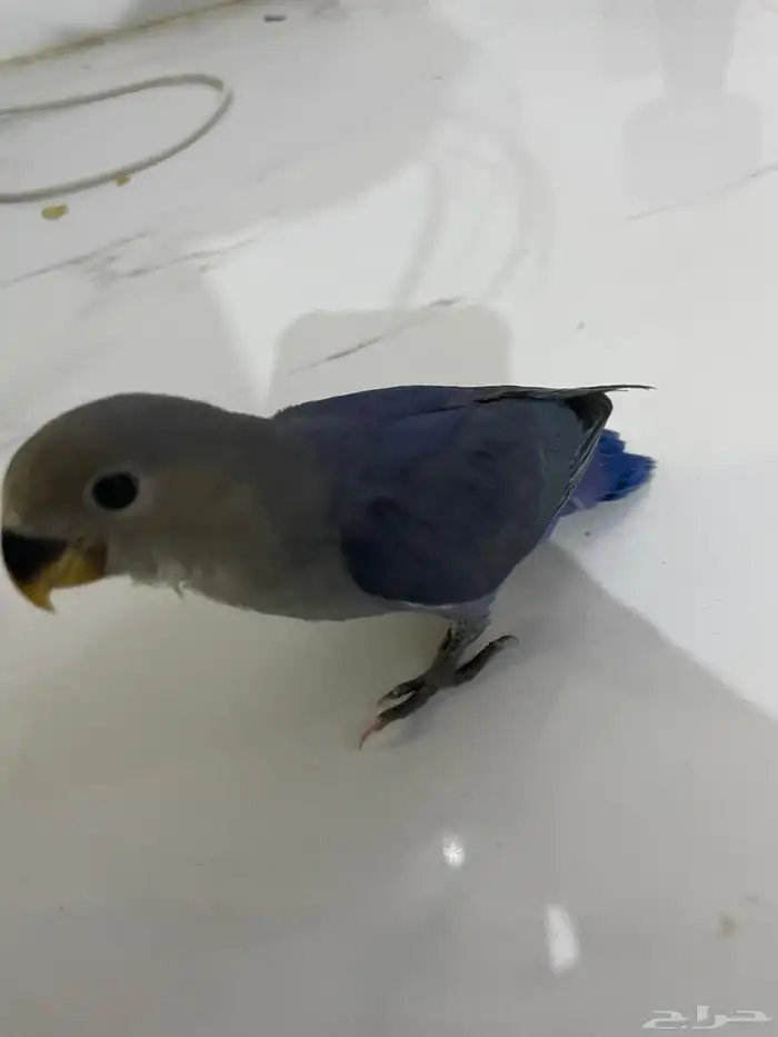 طير روز نهايه غر اليف 2