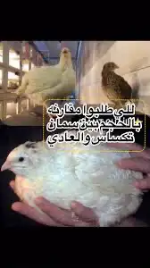 اطقم سمان تكساس 0