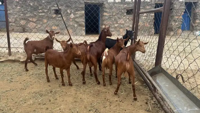 تيوس 4