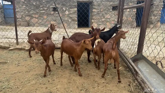 تيوس 3
