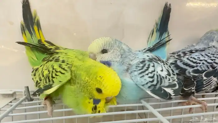 جوز بادجي انجليزي انتاج محلي منتج 10