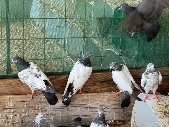 للبيع حمام باكستني في 20زوج 5