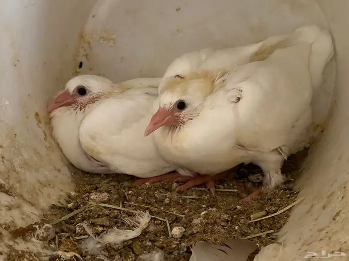 فروخ حمام لاحم جامبو 5