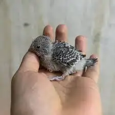 فرخ بادجي فروخ للبيع 1