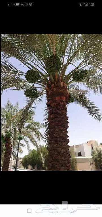 مقاول شبوك وزراعة النخيل 4