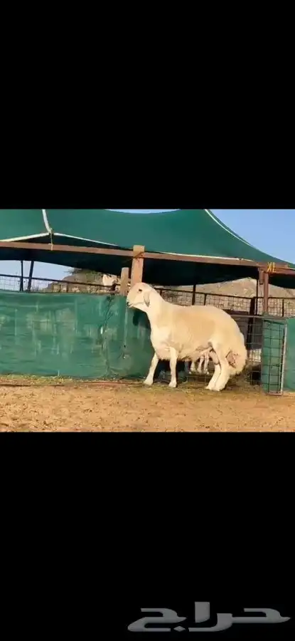 خروف فحل مشروط على المسك   تم البيع 4