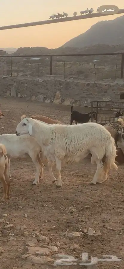 خروف فحل مشروط على المسك   تم البيع 3