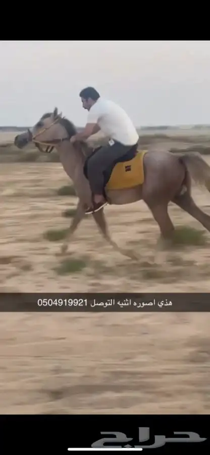حصان كفو ميشتكي من شي 1
